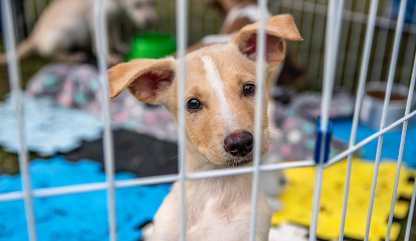 Feira de Adoção será realizada neste sábado e tem como objetivo encontrar lares amorosos para cães e gatos que aguardam uma família (Divulgação/PMMC)
