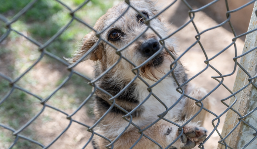 A celebração desta sexta-feira (3/10) será aberta aos tutores, que podem comparecer à sede do Nubea levando seus pets (Divulgação/PMMC)