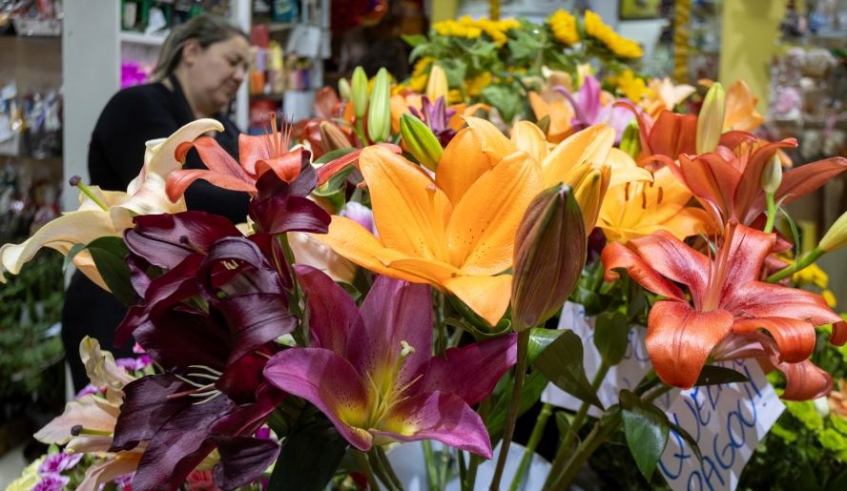 Crisântemos, kalanchoes, violetas e lírios, estão entre as espécies mais procuradas em razão da beleza e durabilidade