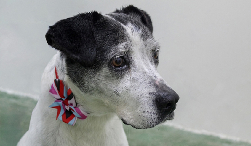 Feira de Adoção de Animais tem como objetivo encontrar lares amorosos para cães e gatos que aguardam uma família (Divulgação/PMMC)
