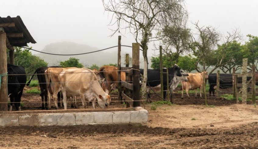 Em Mogi existem 73 propriedades leiteiras, conforme o Levantamento Censitário das Unidades de Produção Agropecuária (LUPA 2017)