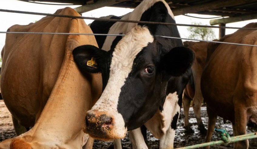 A não atualização das informações pode acarretar bloqueio da movimentação de animais e impedir a emissão da Guia de Trânsito Animal (GTA)