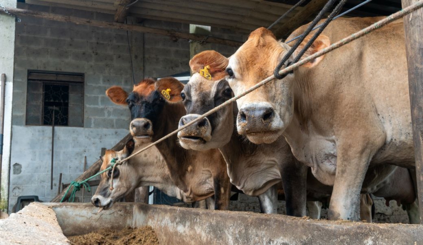 O alistamento segue até 15 de dezembro e é obrigatório para todos os proprietários de bovinos, búfalos, equinos, asininos, muares, suínos, ovinos, dentre outros