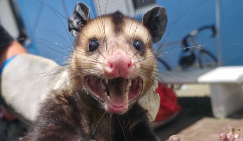 Gambá é resgatado na Vila São Sebastião pelo Centro de Controle de Zoonoses e solto em habitat natural (Divulgação - PMMC)