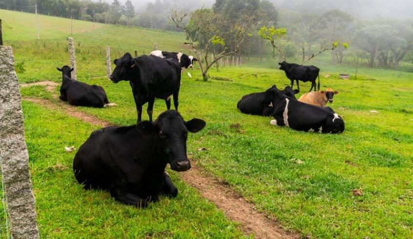 O projeto, desenvolvido em parceria com a CATI propõe o acompanhamento, de forma contínua, do trabalho dos produtores de leite oferecendo assistência técnica
