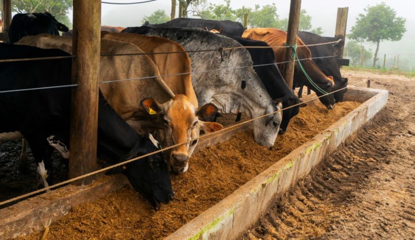 Durante as visitas técnicas, os produtores recebem orientações sobre nutrição, sanidade, genética, manejo e gestão da produção