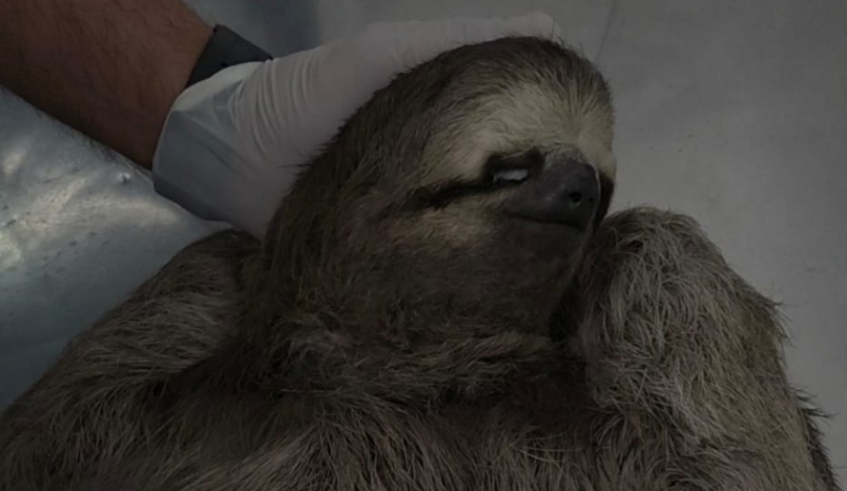 Bicho-preguiça foi resgatado pela equipe do Centro de Controle de Zoonoses, na Chácara Guanabara (Divulgação - PMMC)