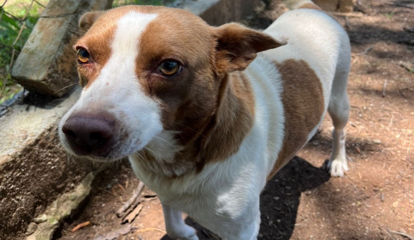 O Cleitinho possui porte pequeno, tem 5 anos e é muito amoroso e tranquilo. Ele convive com outros animais e foi adotado na semana passada (Divulgação/PMMC)