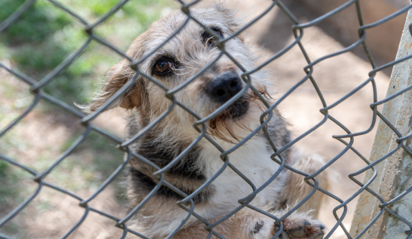 Animais abrigados no Nubea recebem cuidados veterinários, como castração e vacinação, antes de serem disponibilizados para adoção (Divuilgação/PMMC)