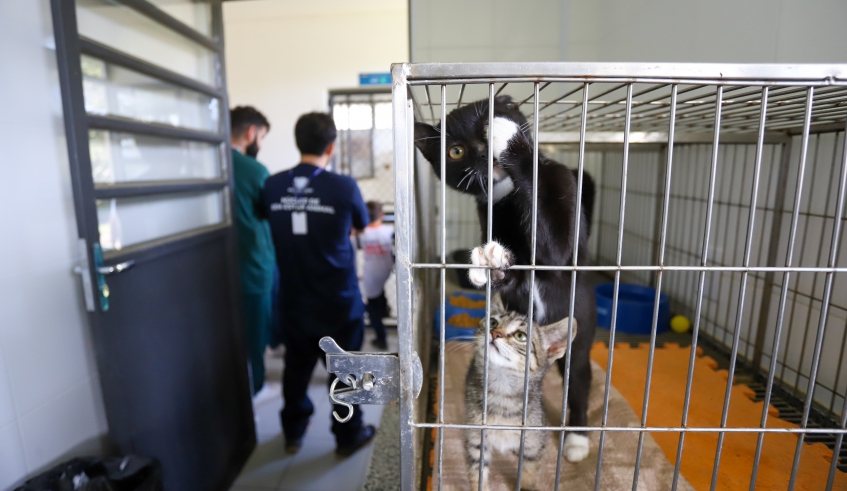 Núcleo de Bem-Estar Animal (Nubea) possui cerca de 100 animais abrigados, entre cães e gatos, todos disponíveis para adoção (Divulgação/PMMC)