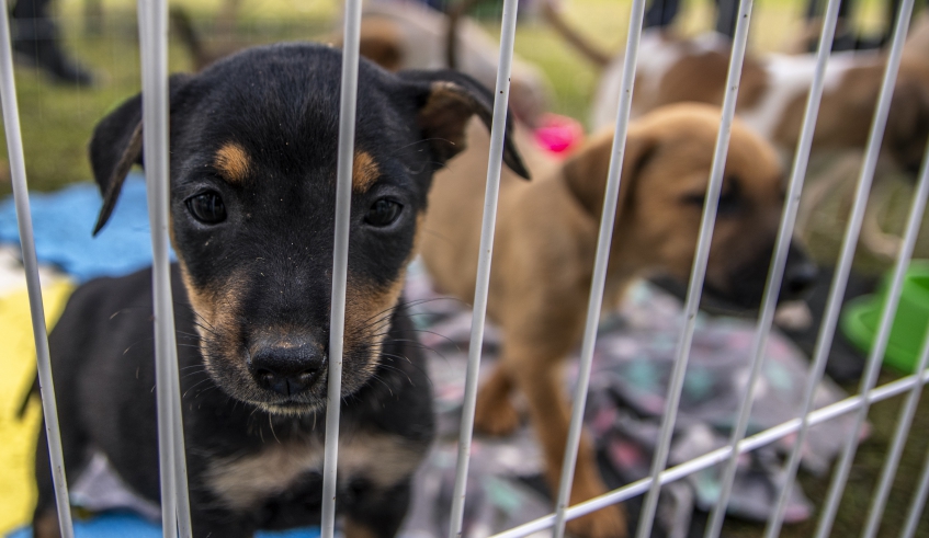 Animais abrigados no Nubea são disponibilizados para adoção por meio de feiras que acontecem de forma contínua em Mogi das Cruzes (Divulgação/PMMC)