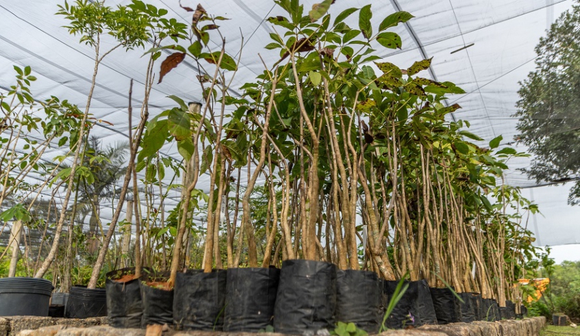 Todas as mudas doadas são oriundas do Viveiro Municipal, que atualmente conta com 5 mil mudas de espécies arbóreas nativas da Mata Atlântica (Divulgação/PMMC)