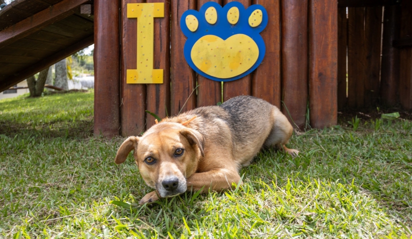 O Duke tem 3 anos e porte médio. Ele é muito amoroso e brincalhão, adora correr e pular, além de conviver tranquilamente com outros animais (Divulgação/PMMC)