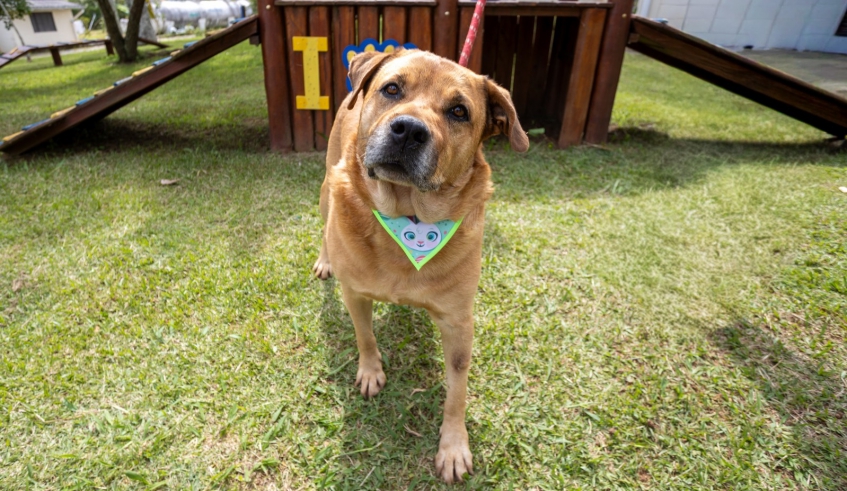 O Big tem 6 anos e porte gigante. Apesar do tamanho que pode assustar, ele é extremamente tranquilo e gosta de passear e de dormir bastante (Divulgação/PMMC)