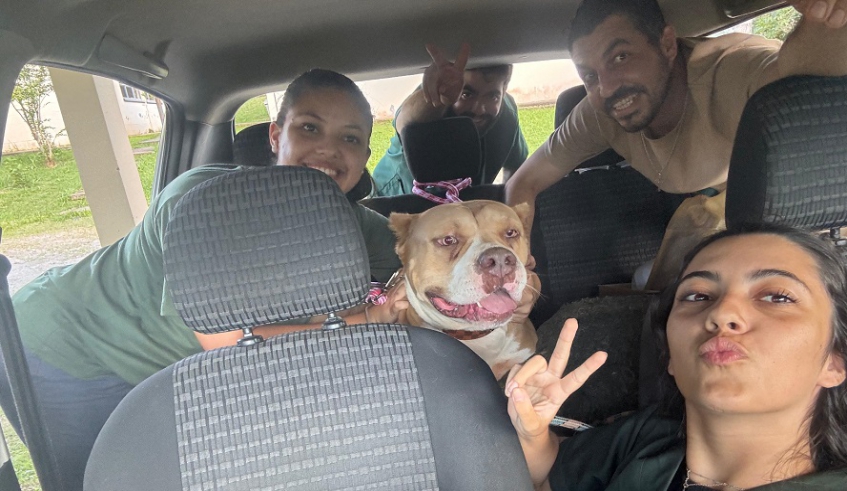 Servidor da Secretaria Municipal de Meio Ambiente e Proteção Animal garantirá um lar cheio de afeto e amor para a pit monster Jeniffer (Divulgação/PMMC)